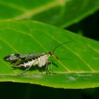 Scorpionsfliege (Panorpa germanica)