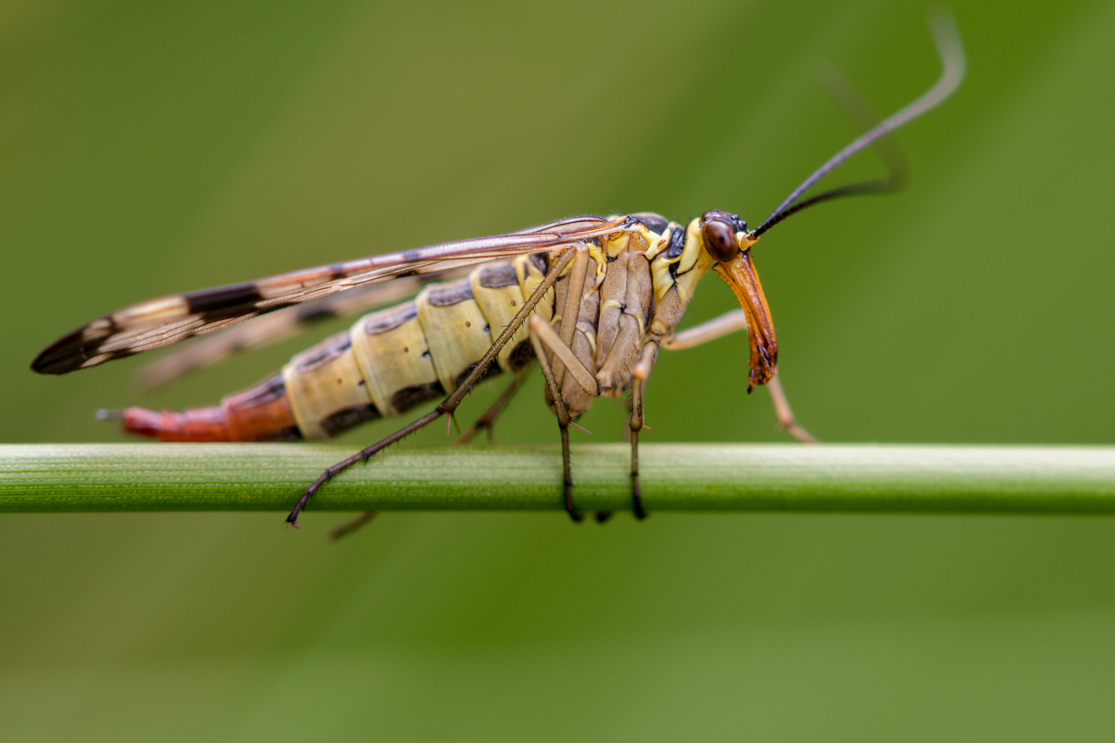 Scorpionsfliege - weibchen