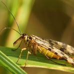 Scorpionsfliege - Weibchen