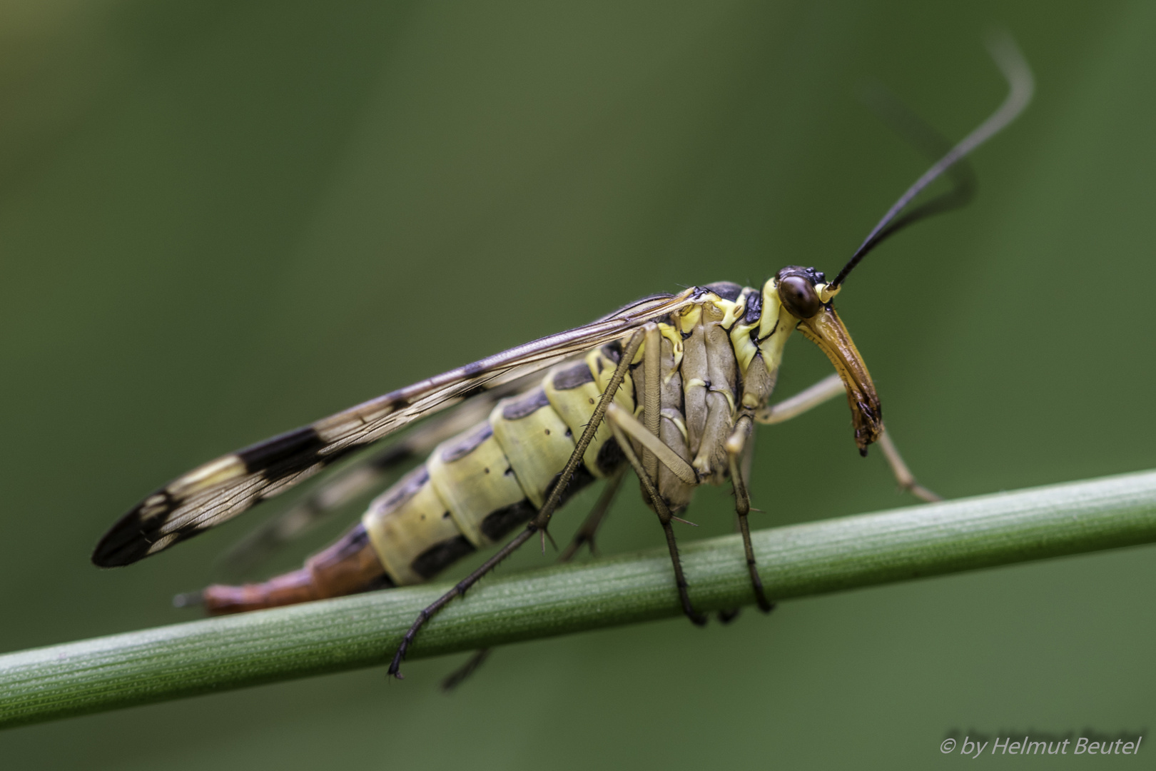 Scorpionsfliege - weiblich