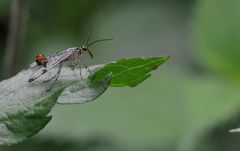 Scorpionsfliegen-Männchen an den Waldteichen in Bottrop-Eigen