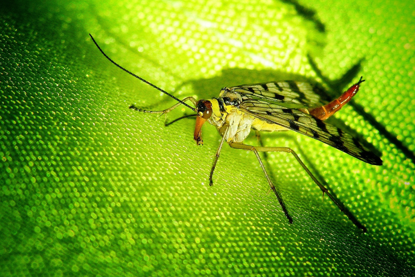 Scorpionsfliegen Weibchen