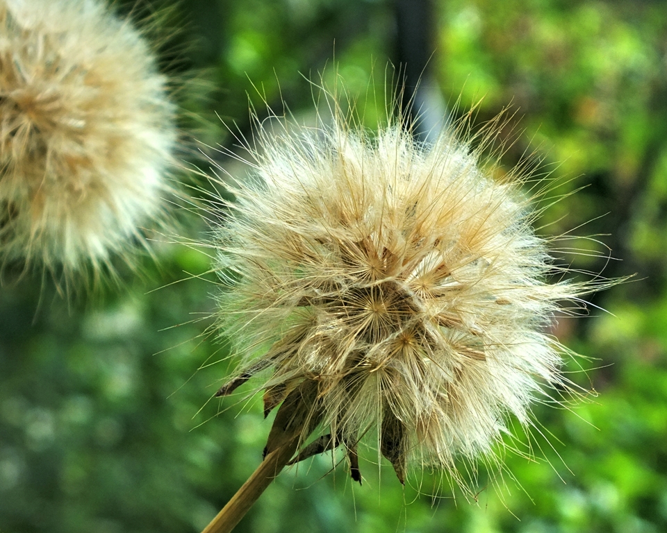 Scorzonera hispanica