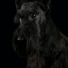 Scotch Terrier