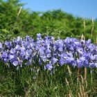 Scotish Bluebell