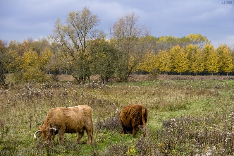 Scotish catle in a Dutch surrounding