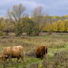 Scotish catle in a Dutch surrounding