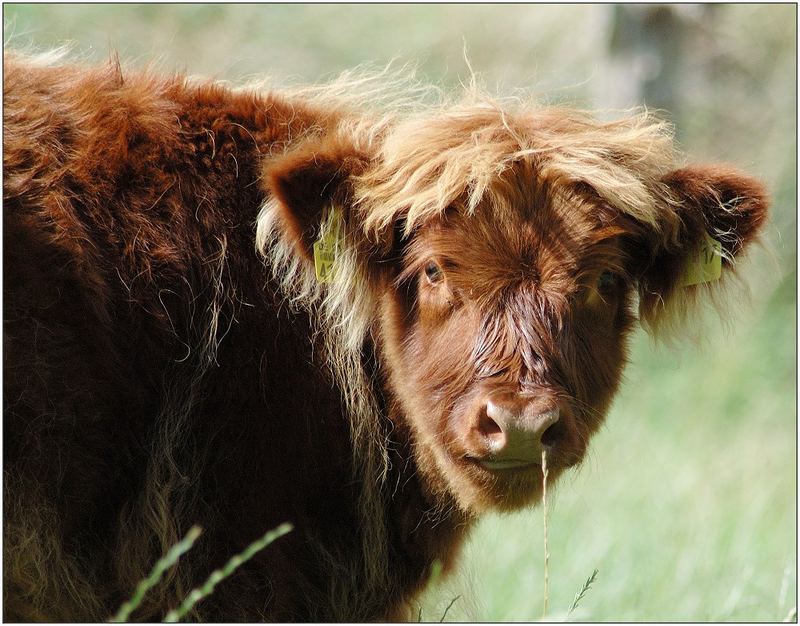 Scotish Highland Cattle