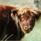 Scotish Highland Cattle