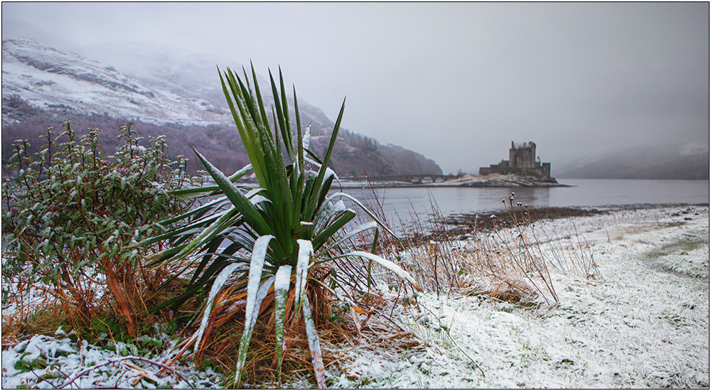 Scotish Palmtree