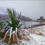 Scotish Palmtree