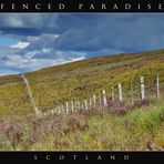 Scotland - 7