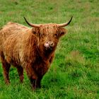 Scotland: Highland Cattle