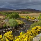 Scotland in voller Blüte