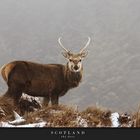Scotland IX - the deer