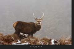 Scotland IX - the deer