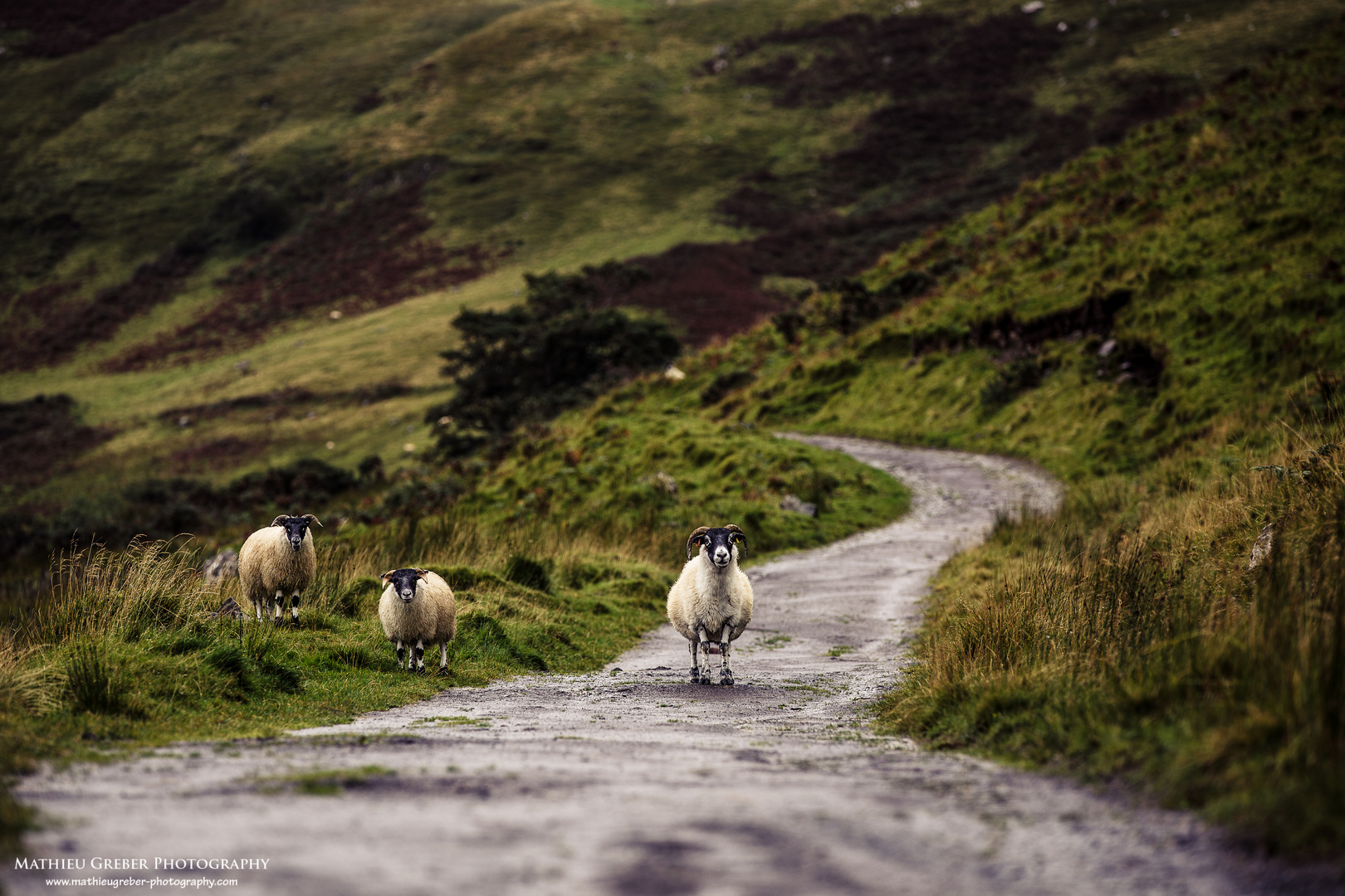 Scotland, the land of the sheep