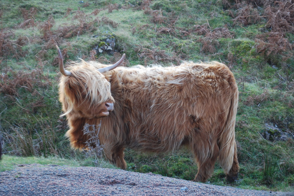 Scotland's Hairy Coo