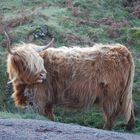 Scotland's Hairy Coo