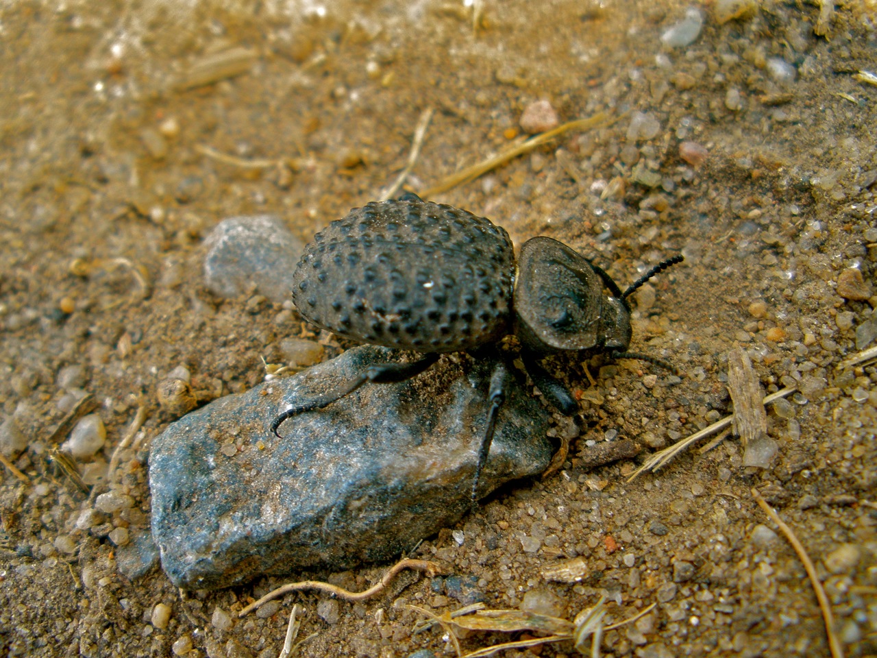 Scotobius miliaris