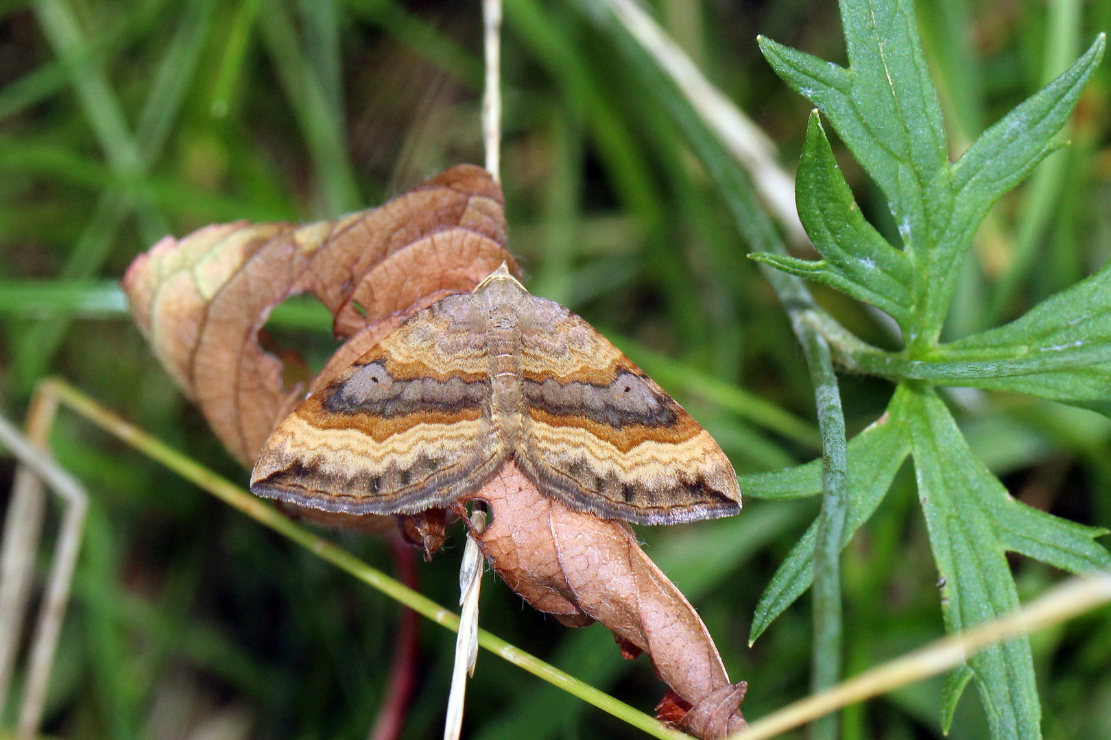 Scotopteryx chenopodiata