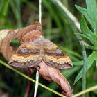 Scotopteryx chenopodiata