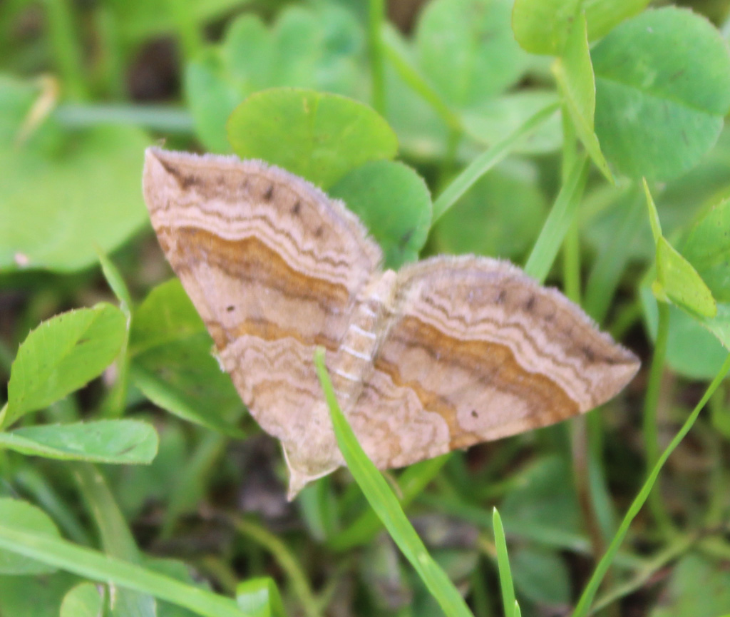 Scotopteryx chenopodiata  Braunbinden-Wellenstriemenspanner 