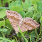 Scotopteryx chenopodiata  Braunbinden-Wellenstriemenspanner 