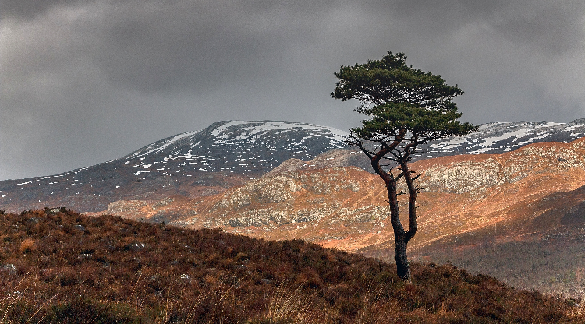 Scots pine