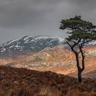 Scots pine