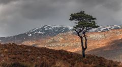 Scots pine