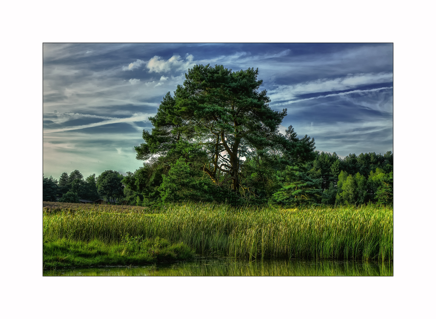 Scots pine