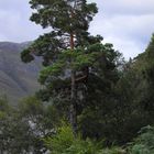 Scots Pine