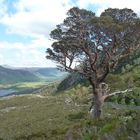 Scots Pine