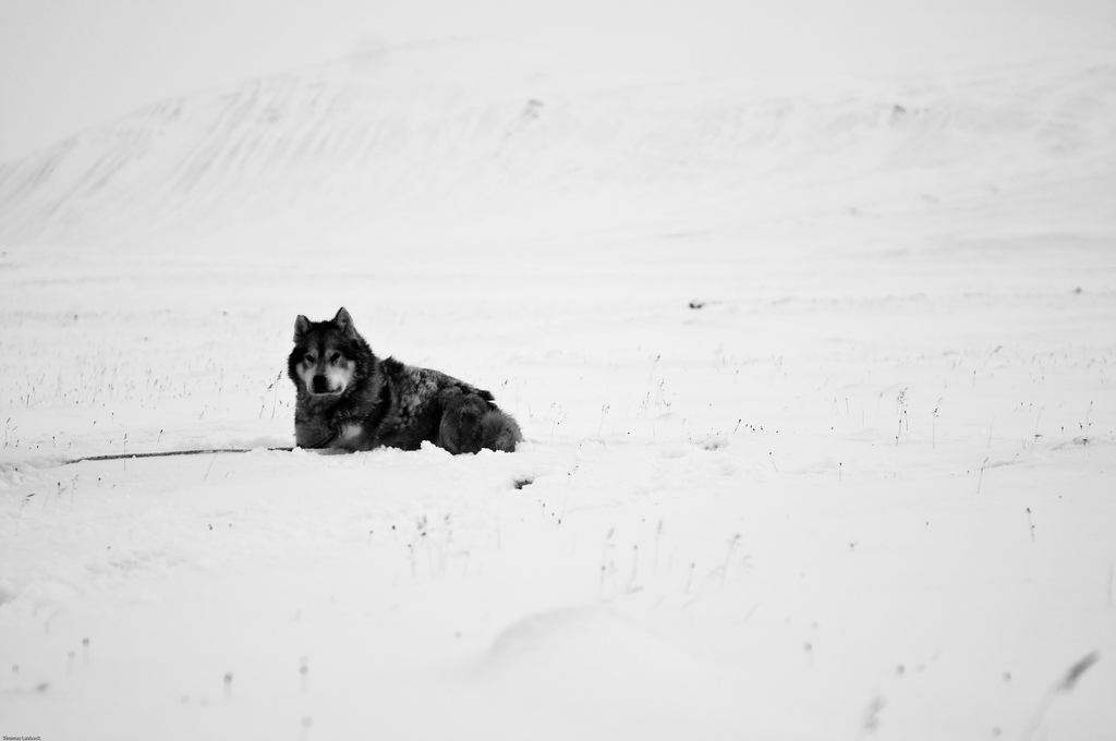 Scott, der Polarhund, der in seiner Freizeit gerne auch mal Pickups zieht...