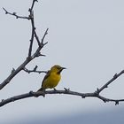 Scott-Trupial - Scott's Oriole (Icterus parisorum)