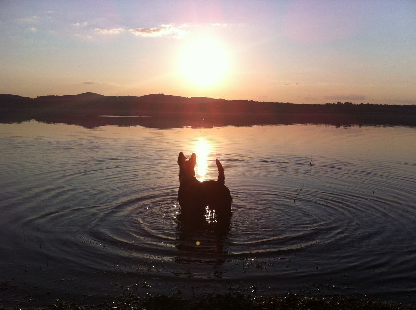 Scottie im Wasser