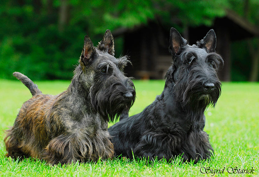 Scotties im Doppelpack