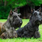 Scotties im Doppelpack