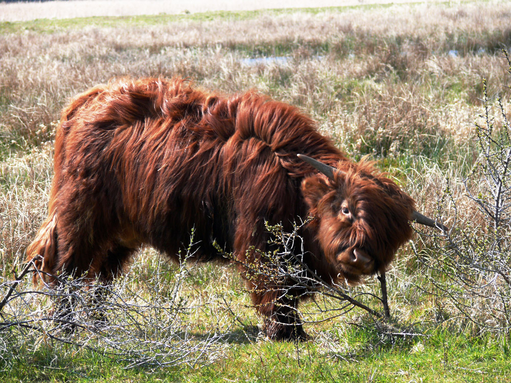 Scottische Hochländer