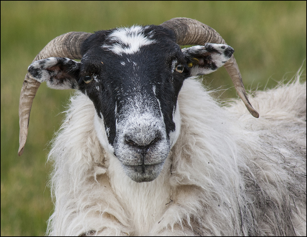 Scottish Blackface