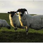 Scottish Blackface Sheeps...