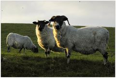 Scottish Blackface Sheeps...