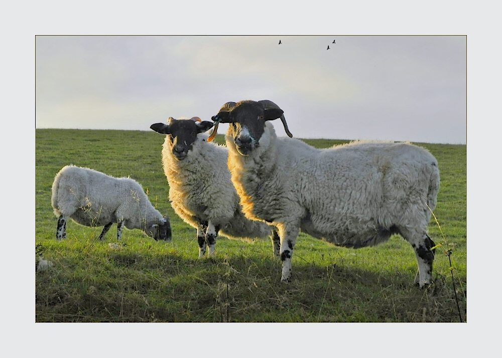 Scottish Blackface Sheeps (Reload)
