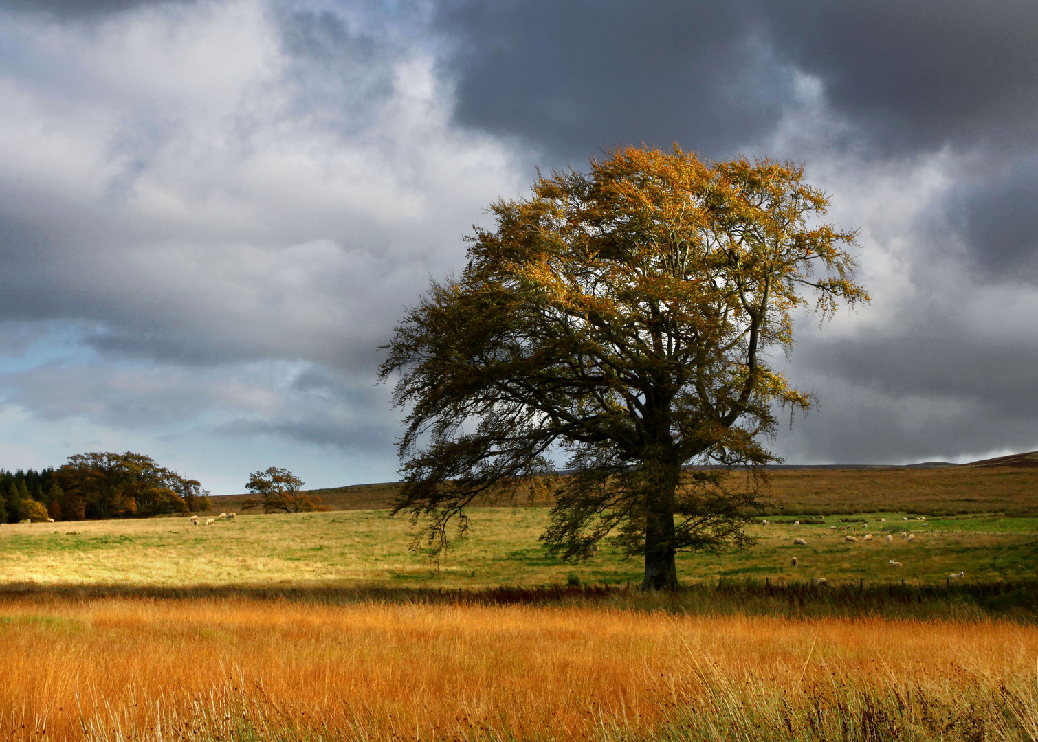 Scottish borders landscape