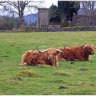 scottish cattle