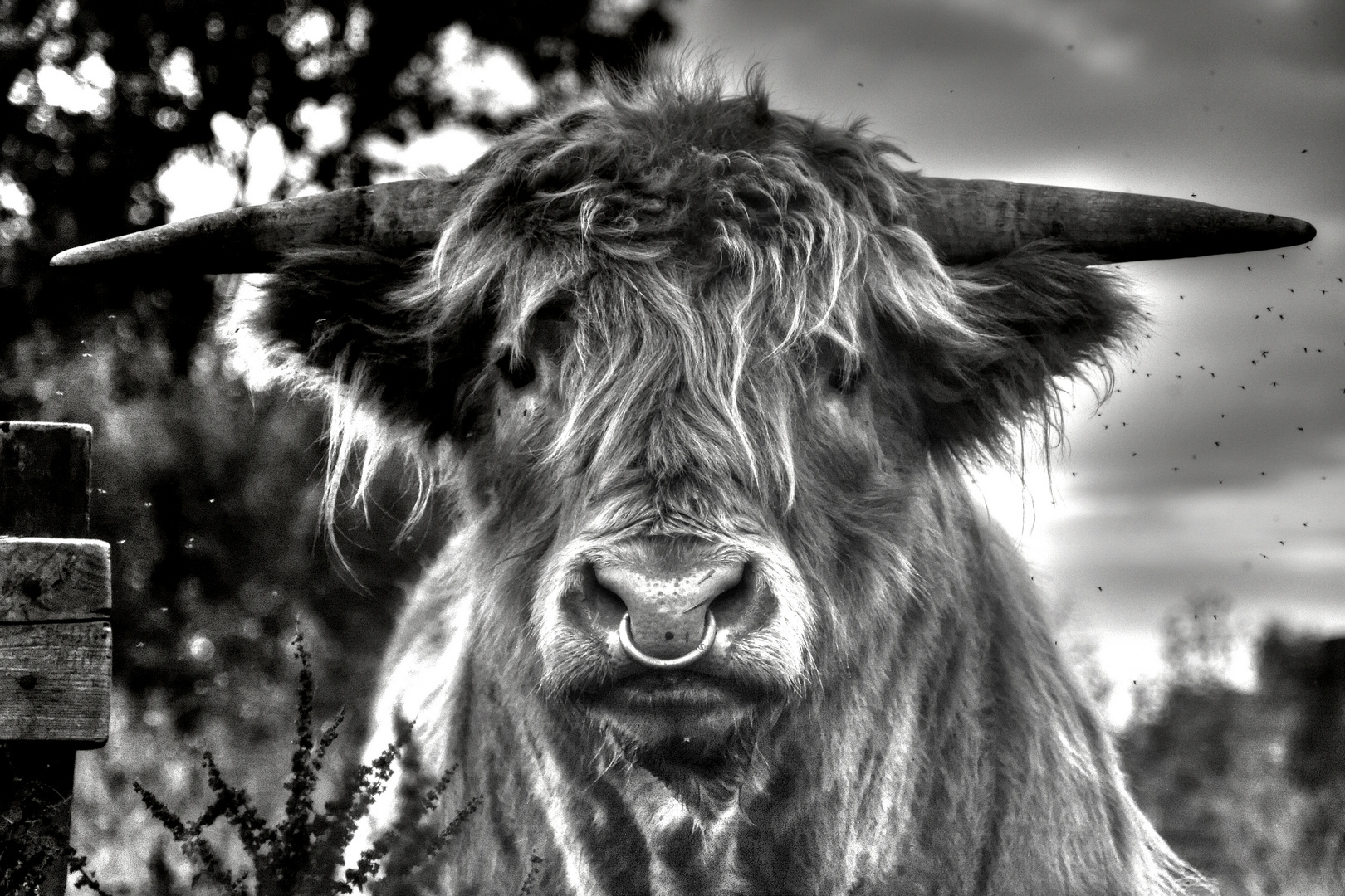 Scottish Cow