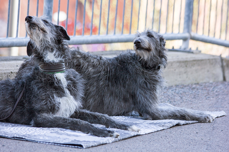 Scottish Deerhounds