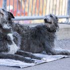 Scottish Deerhounds