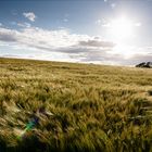 Scottish Fields